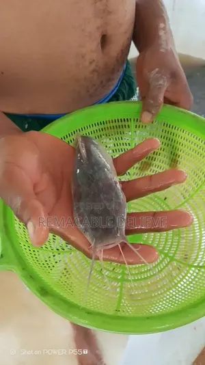 Cat Fish Very Big to Fish