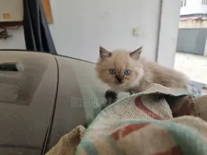 1-3 months Male Purebred Persian