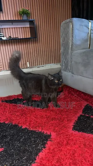 6-12 months Female Mixed Breed Persian