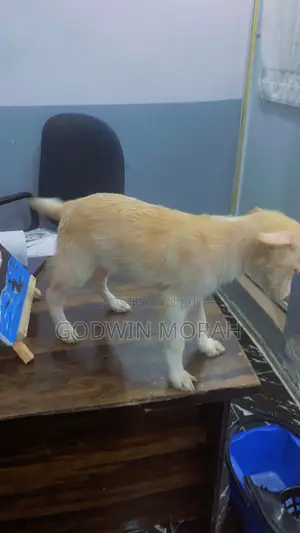 1-3 months Male Purebred American Eskimo