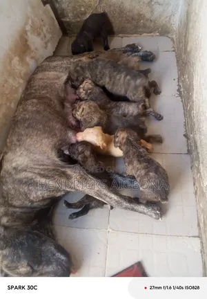 0-1 month Female Purebred Boerboel