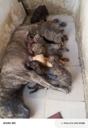 0-1 month Female Purebred Boerboel