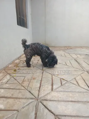 1+ year Male Purebred Lhasa Apso