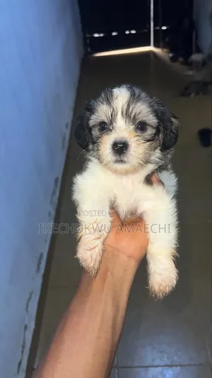 1-3 months Female Purebred Lhasa Apso