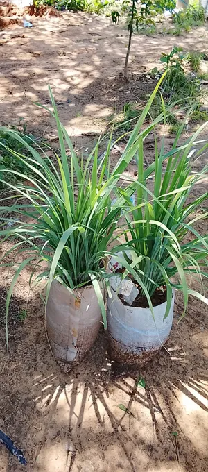 Lemon Grass Seedlings