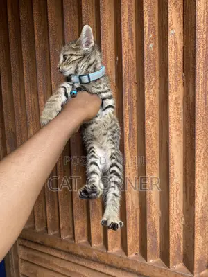 1-3 months Male Purebred Tabby