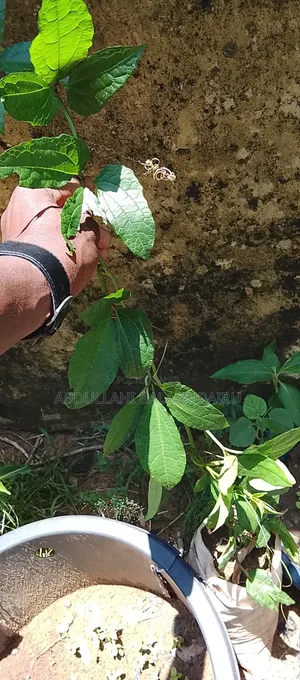 Ogwu Seedlings