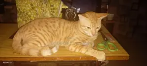 6-12 months Male Purebred American Shorthair