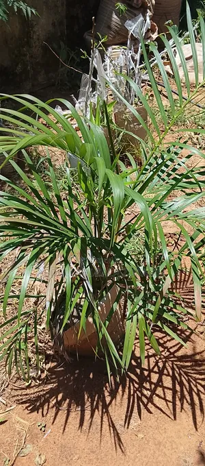 Royal Palm