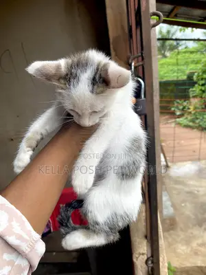1-3 months Male Purebred American Shorthair