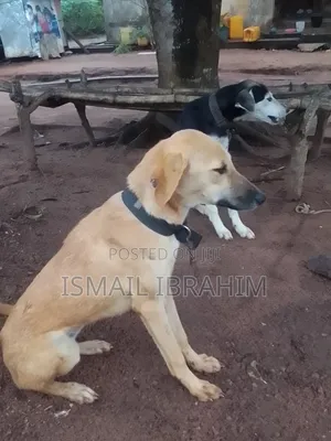 6-12 months Female Mixed Breed German Shepherd