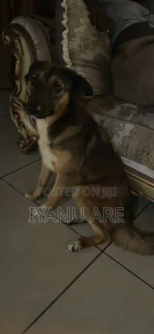 6-12 months Female Mixed Breed German Shepherd
