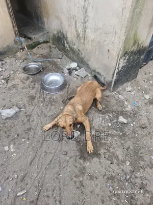 6-12 months Female Mixed Breed Boerboel
