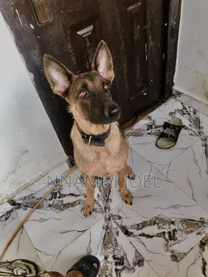 1+ year Female Mixed Breed German Shepherd