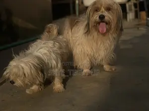 1+ year Male Purebred Lhasa Apso