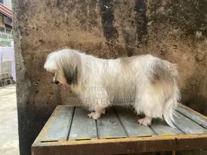 1+ year Male Purebred Lhasa Apso