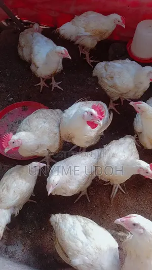 Fresh Healthy Chicken for Sale