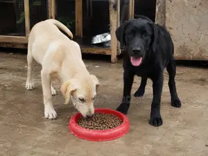 1-3 months Male Purebred Labrador Retriever