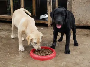 1-3 months Male Purebred Labrador Retriever