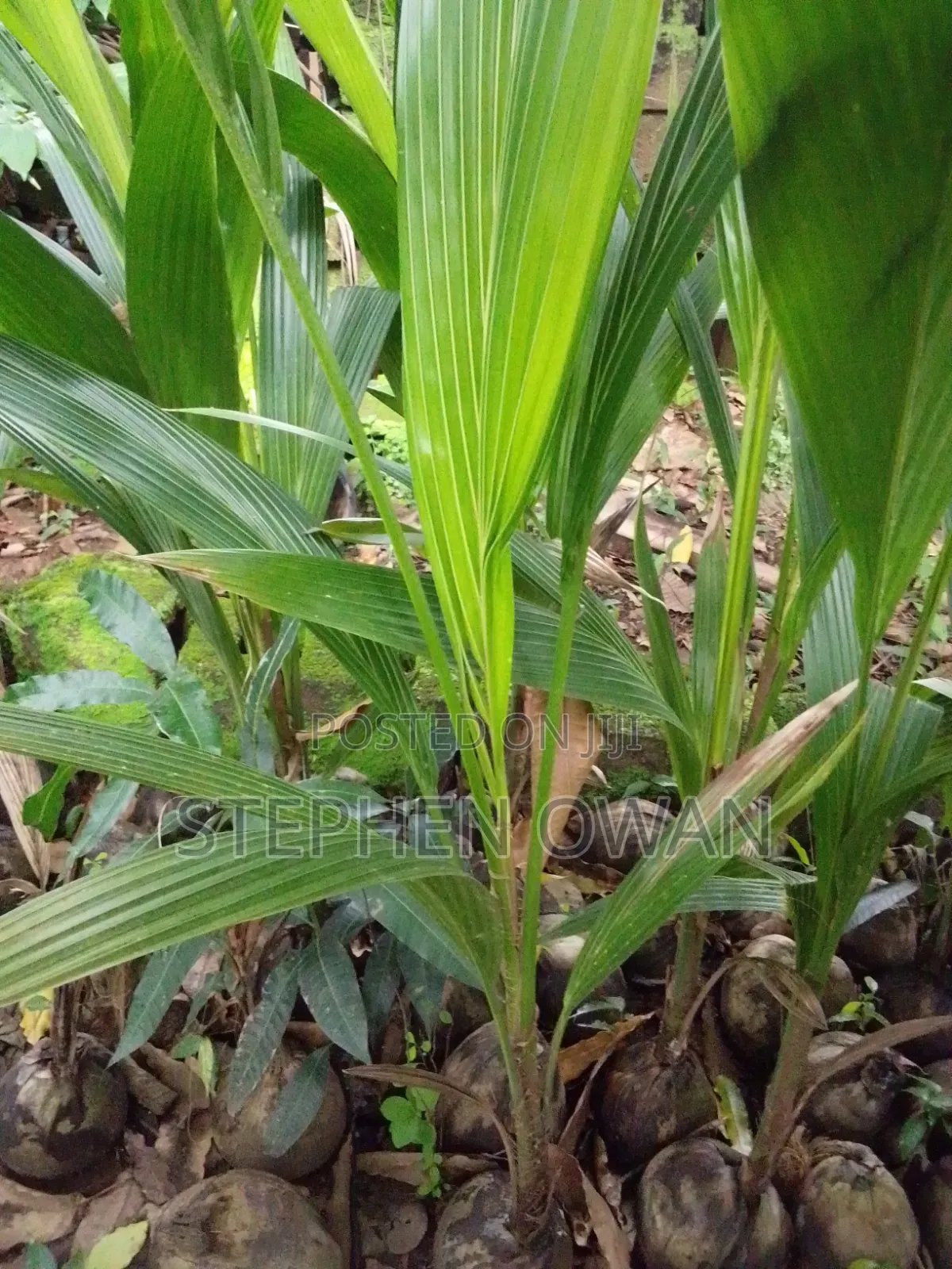 Agric Coconut