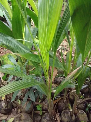 Agric Coconut