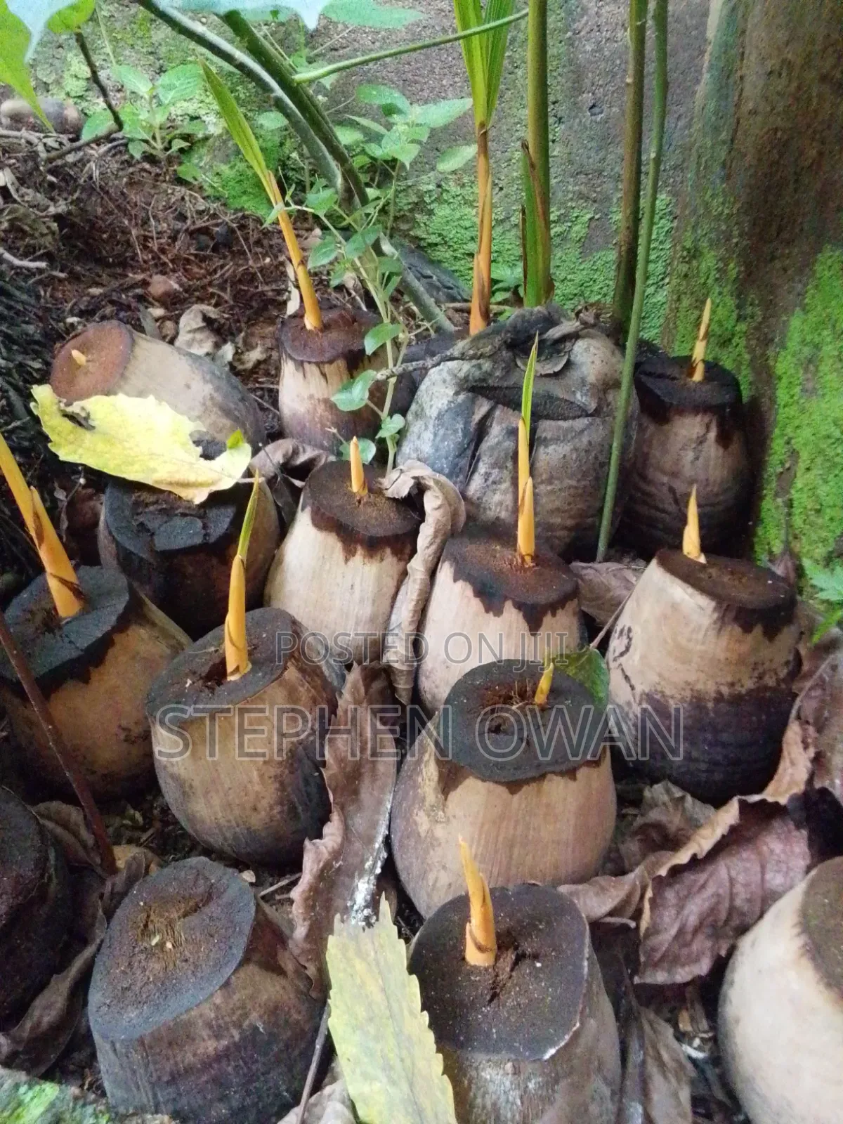 Agric Coconut