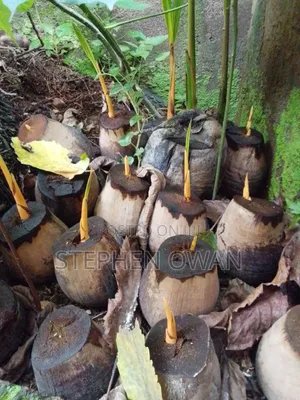 Agric Coconut