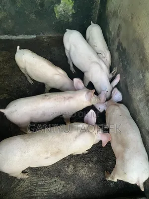 Hybrids Pigs