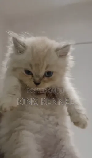 1-3 months Female Purebred Persian