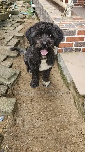 1+ year Male Mixed Breed Poodle
