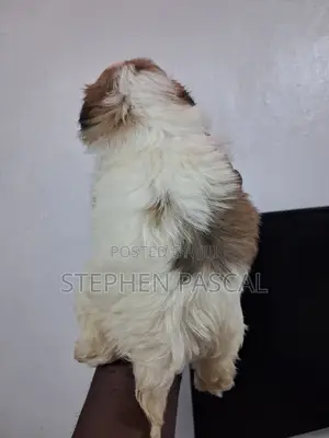 1-3 months Female Purebred Lhasa Apso