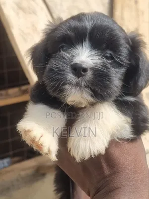 0-1 month Female Purebred Lhasa Apso