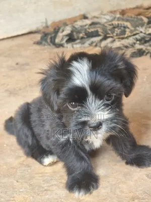 0-1 month Male Purebred Lhasa Apso