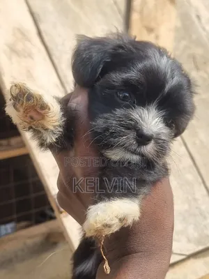 0-1 month Male Purebred Lhasa Apso