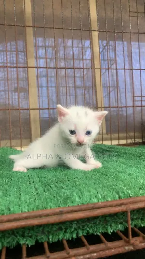 1-3 months Female Mixed Breed Persian