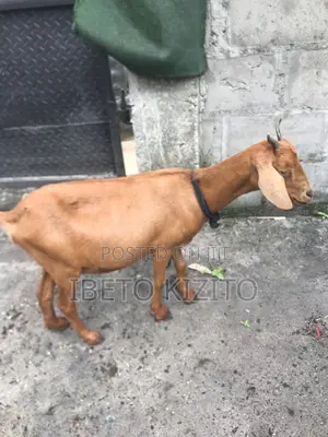 Pregnant Hausa Female Tall Goat