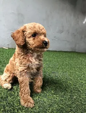 1-3 months Male Purebred Poodle