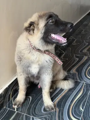 3-6 months Male Purebred Caucasian Shepherd