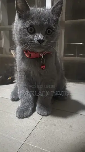 1-3 months Male Purebred British Shorthair