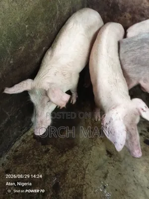 Grower Pigs