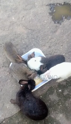 Male and Female Rabbits