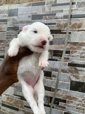 1-3 months Male Purebred American Eskimo