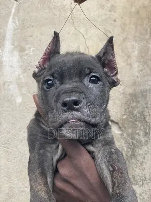 1-3 months Female Purebred Cane Corso