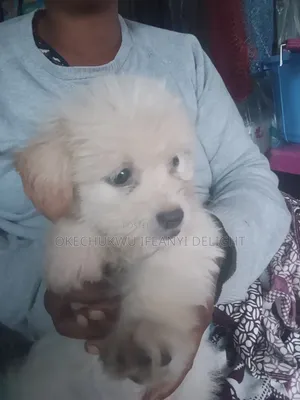 0-1 month Male Mixed Breed Lhasa Apso