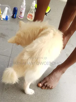 6-12 months Female Purebred American Eskimo