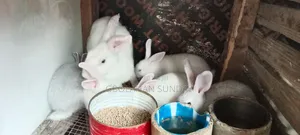 Weaners Rabbit