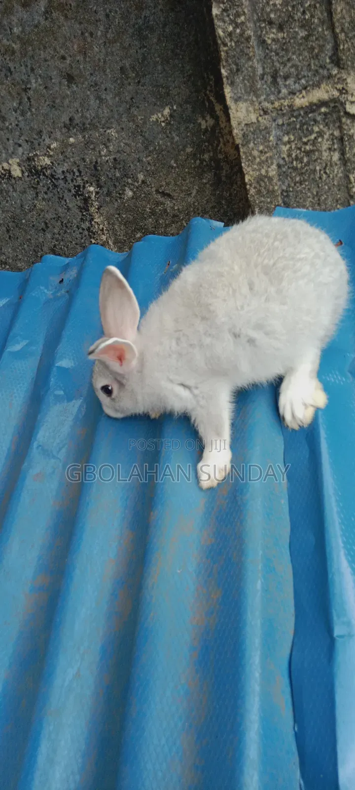 Weaners Rabbit