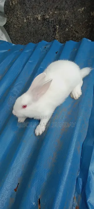 Weaners Rabbit