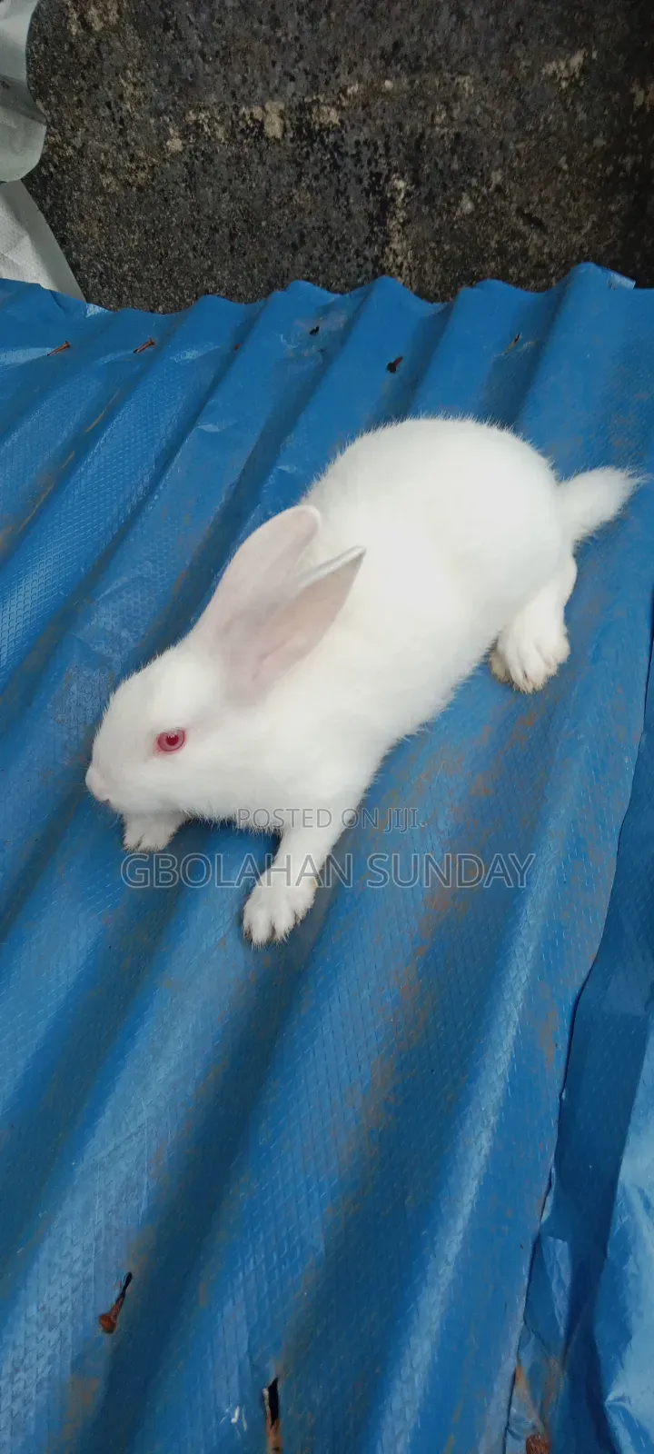 Weaners Rabbit