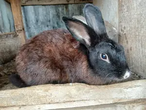 Male & Pregnant Female Rabbits for Sale